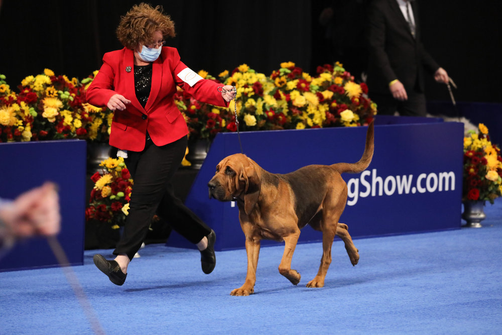 ‘The National Dog Show’ Here’s What You Need to Know NBC Los Angeles