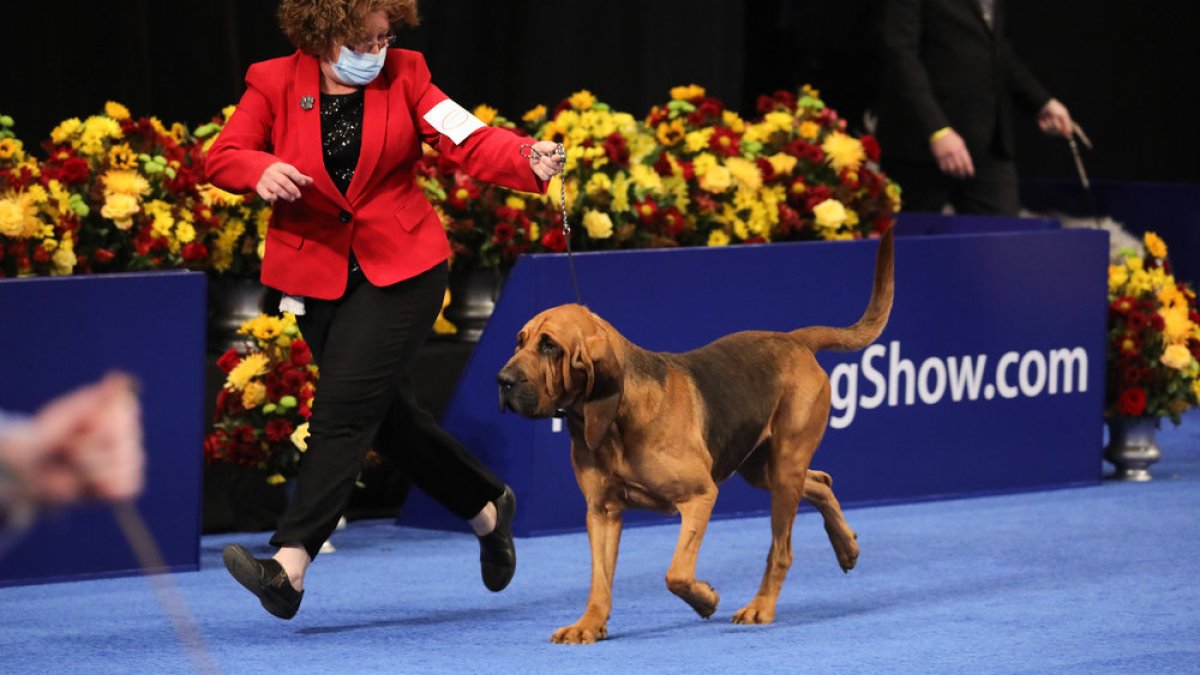 How to watch the 2023 'National Dog Show' – NBC Los Angeles - Vimarsana News