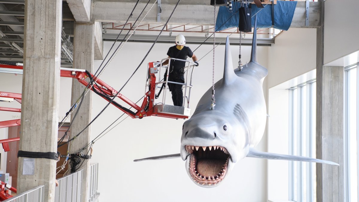 Jaws shark installed in the Academy Museum of Motion Pictures in