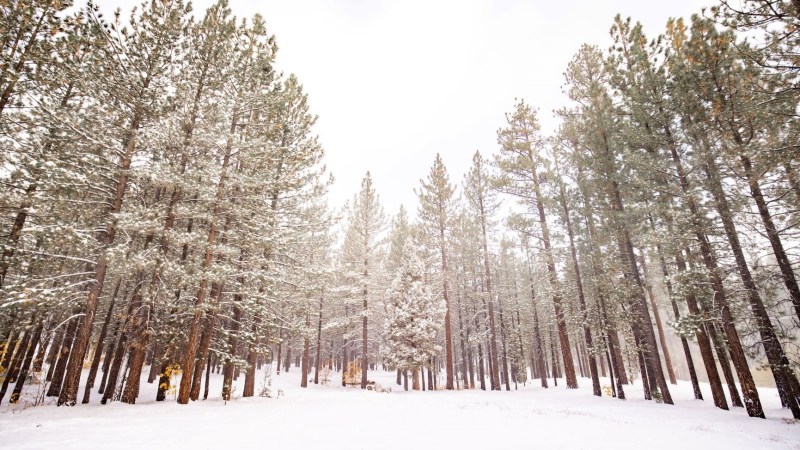 Winter Takes a Fall Vacation in Big Bear