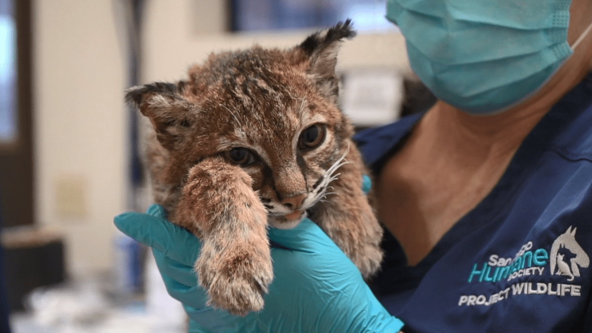 Bobcat Badly Burned in El Dorado Fire Released Back Into the Wild NBC
