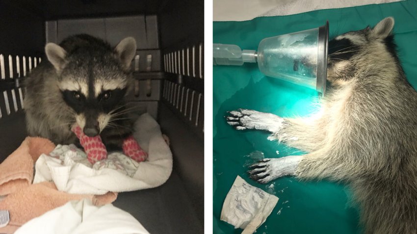 A sweet little raccoon named “Burnie” after he was rescued from the Blue Ridge and Silverado fires has healed after suffering 1st and 2nd degree burns, animal care officials said Wednesday.