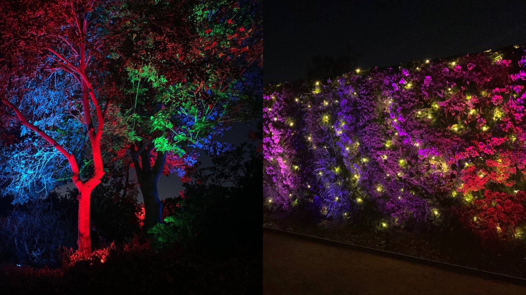 GLOW Adds Evening Oomph to South Coast Botanic Garden – NBC Los Angeles