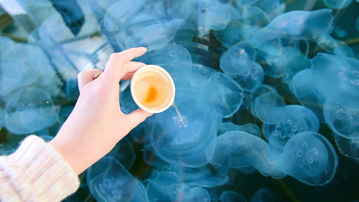 You Can Feed Moon Jellies at the Aquarium of the Pacific NBC Los Angeles