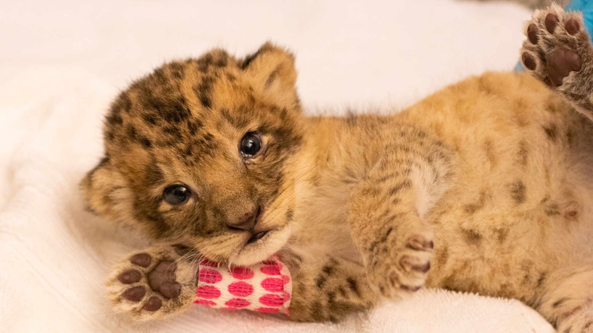 Meet Pauline, Santa Barbara Zoo's New African Lion Cub – NBC Los Angeles