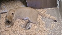 Sweet: Santa Barbara Zoo Welcomes an African Lion Cub