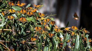 Thousands of monarch butterflies gather in the eucalyptus trees.