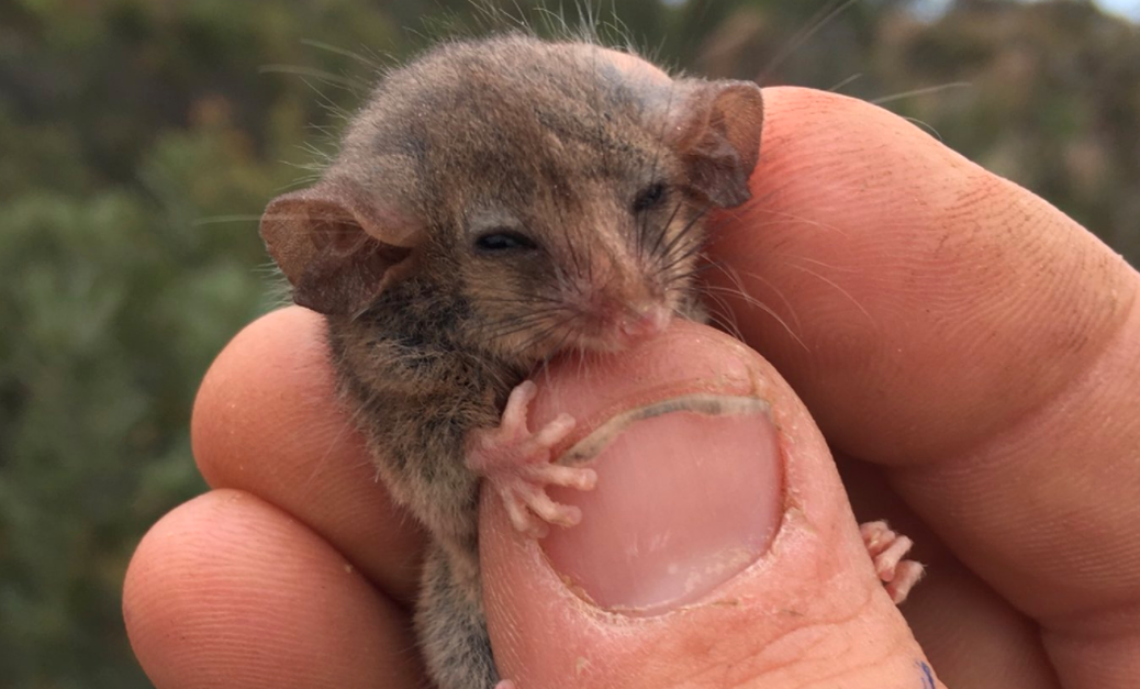 Down to Earth Pygmy Possum NBC Los Angeles