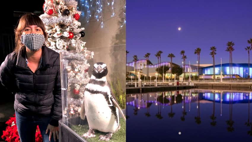 Sprinkles Can Ship SuperFestive Holiday Baking Kits NBC