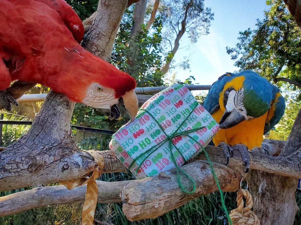 It Was a Critter Christmas at Santa Barbara Zoo NBC Los Angeles