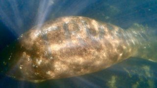 The U.S. Fish and Wildlife Service is investigating the harassment of this manatee. The animal was reported to federal authorities over the weekend when it was discovered with the words "Trump" scrapped in its back.