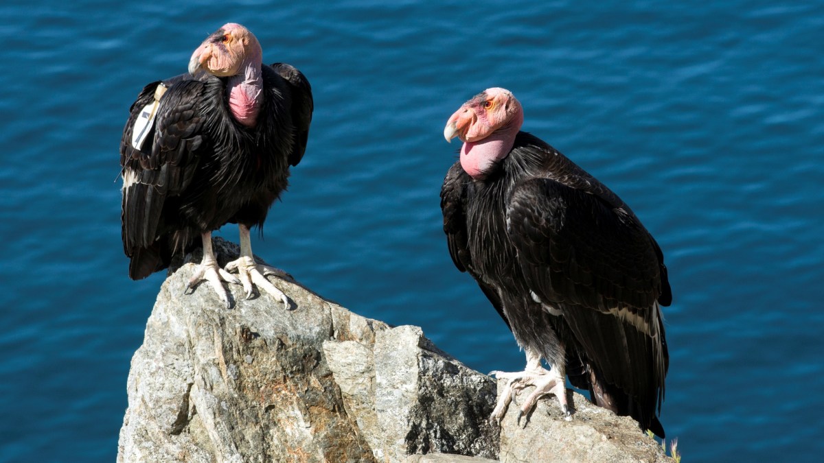 Condor Courtship Is Taking Flight Around Big Sur - Vimarsana News