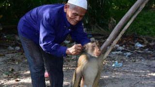 This photo taken on July 9, 2020 shows a macaque monkey having a rope attached to his neck before climbing up a palm tree to knock down coconuts in Berapea village near Narathiwat in southern Thailand.