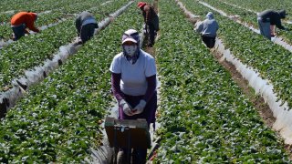 Farmworkers in Oxnard, California