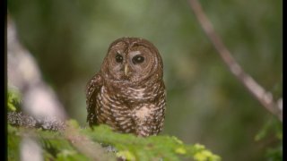 Northern spotted owl in old growth forest on Bureau of Land Management land, threatened-species, re logging depleting Northwestern forests habitat.