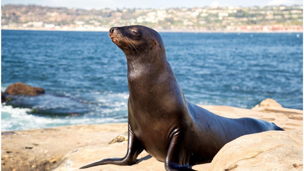 Scientists Link Chemicals to Cancer in California Sea Lions – NBC Los