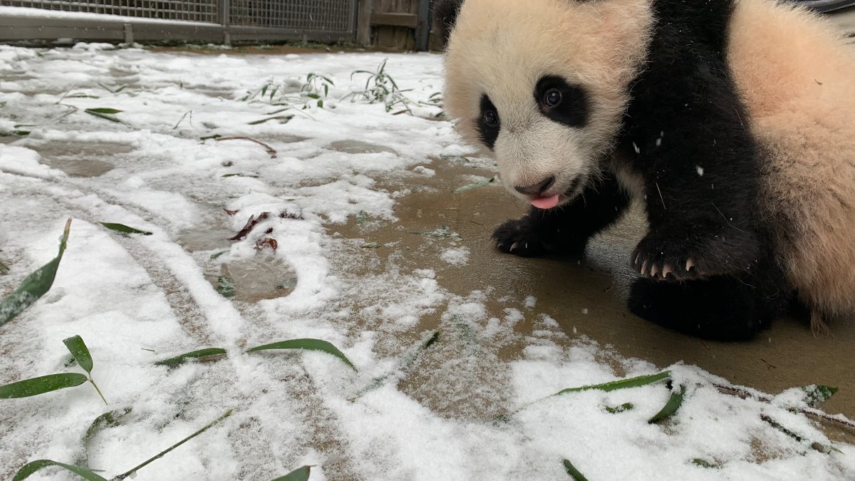 Watch Giant Pandas Roll, Slide and Tumble Around in Snow at National