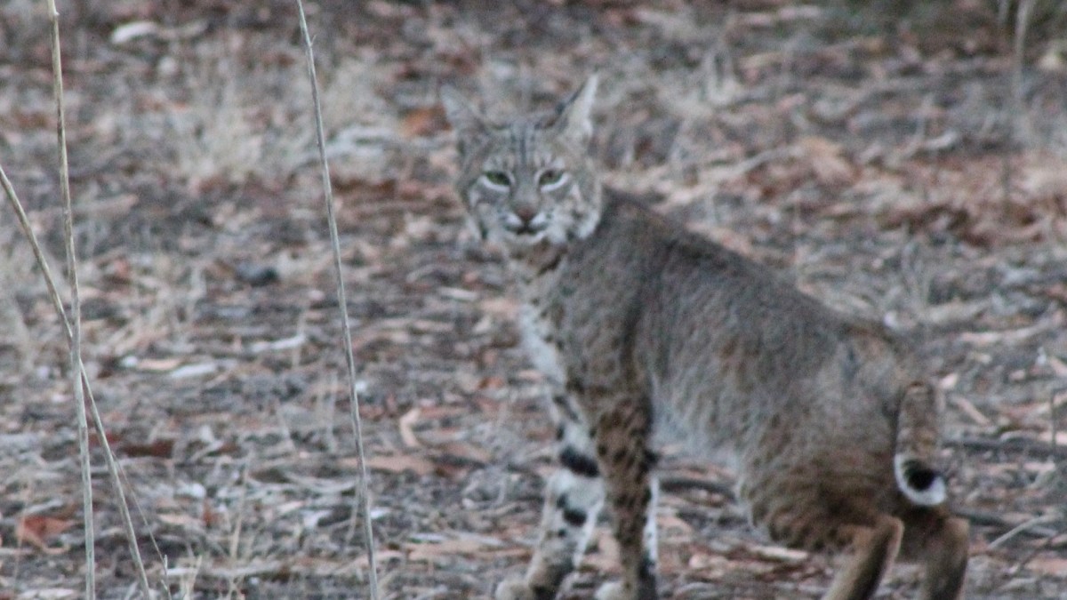 Pregnant Bobcat Hit by Car Rescued by San Diego Humane Society NBC