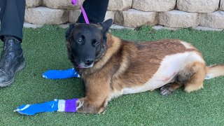 San Diego Police Department K-9 Titan recovers from the injuries he sustained when he was stabbed by a man in the Midway District.