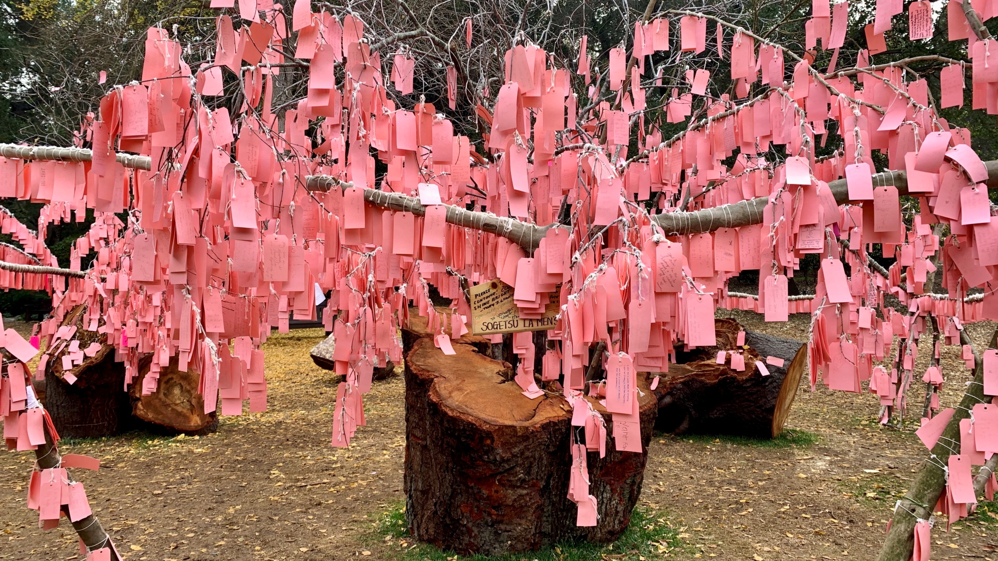 The Descanso Gardens Wishing Tree Is in Full Bloom – NBC Los Angeles