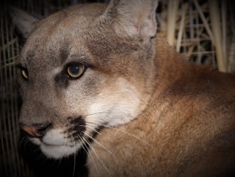 los angeles mountain lion los angeles mountain lion