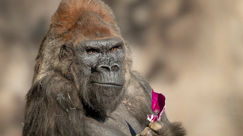 Western lowland gorilla, Winston, at San Diego Zoo Safari Park