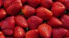 A Strawberry-Picking ‘Happy Hour' Is Sprouting at Tanaka Farms