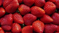 Early strawberries are the sweet stars on a special u-pick wagon tour at Tanaka Farms