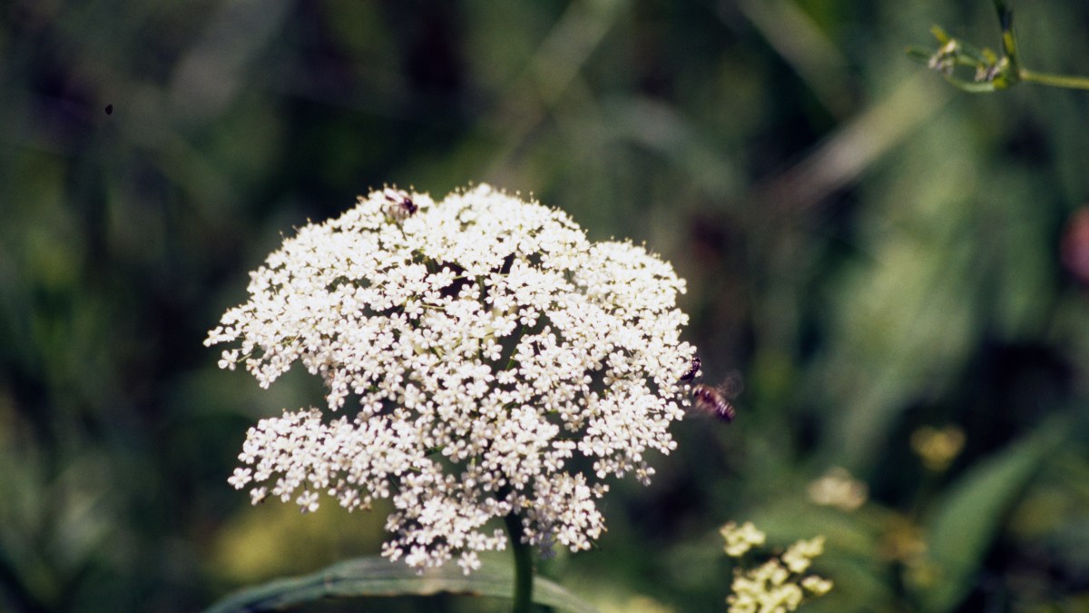 6 Children Sickened on Trail After Eating Plant at Brea Park - Vimarsana News