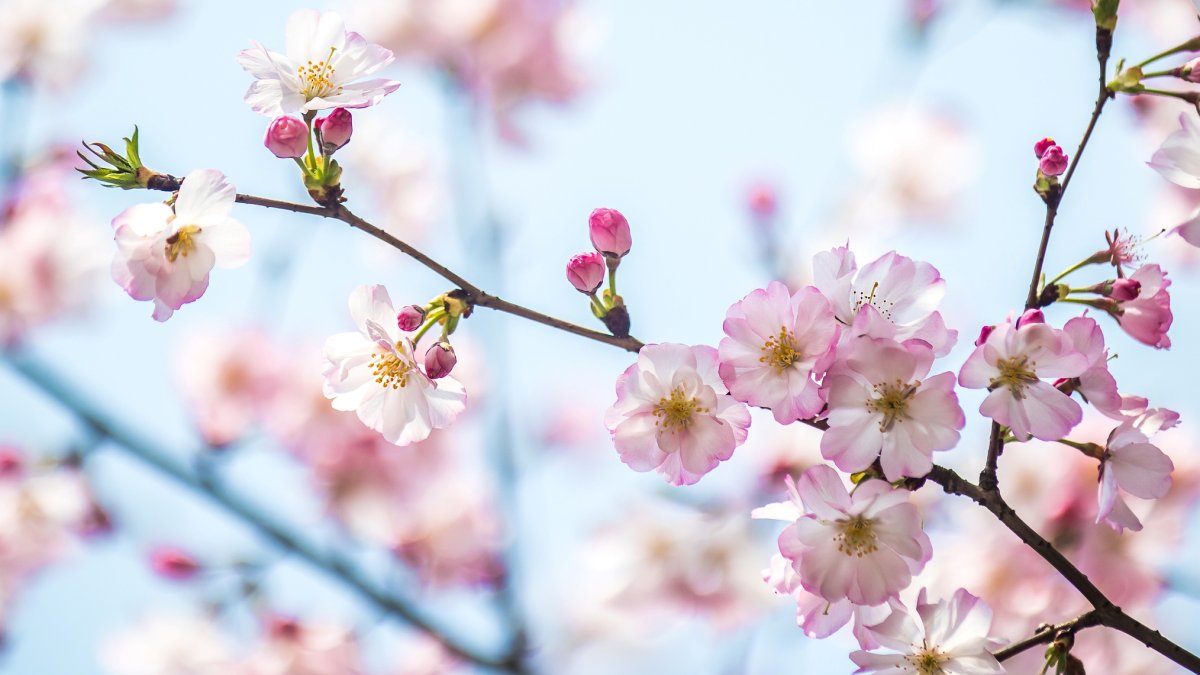 Cherry Blossoms Are Starting To Bloom At Descanso Gardens Nbc Los Angeles