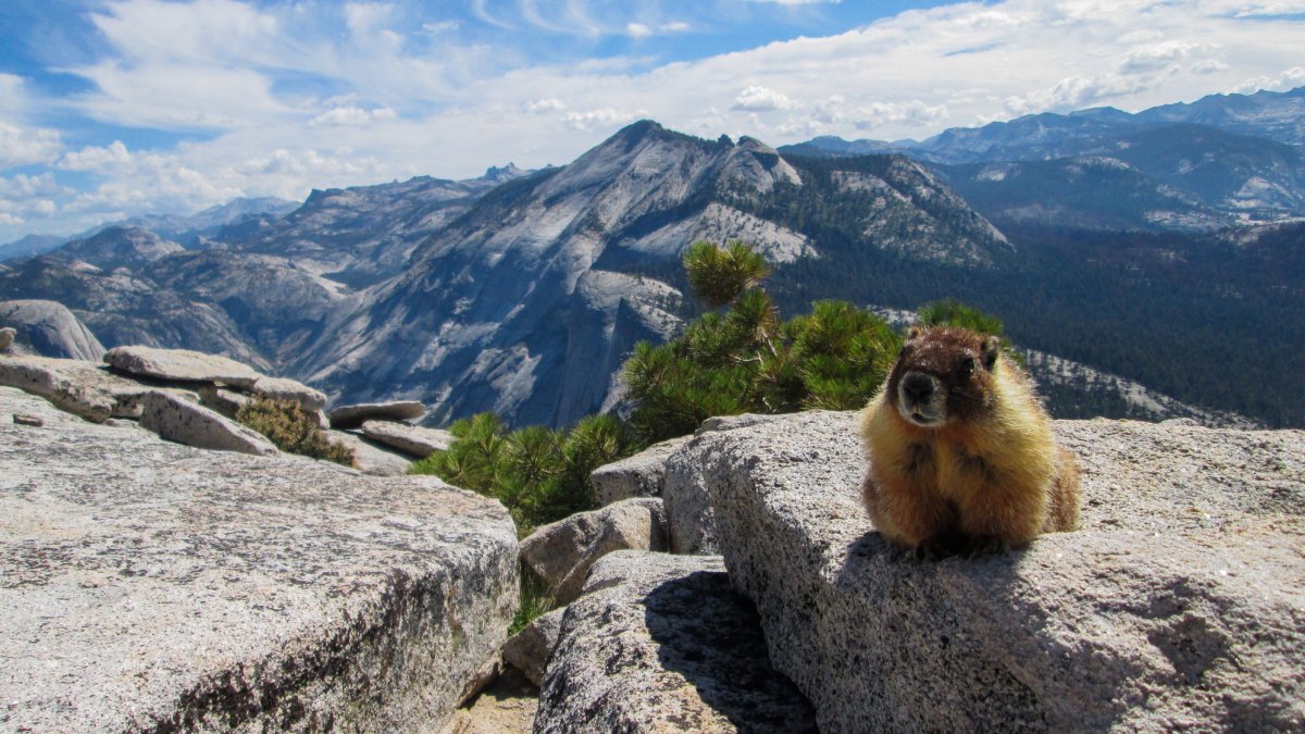 does every state do groundhog day