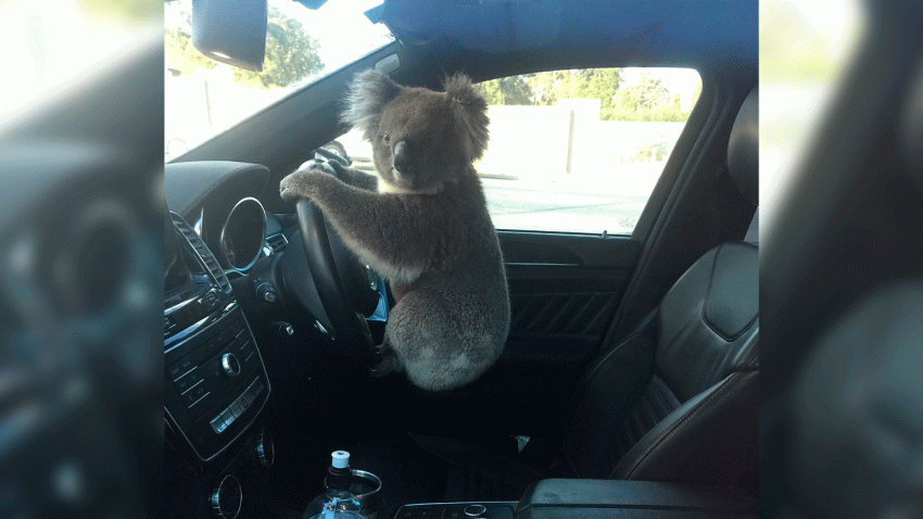 Koala Causes 5-Car Pileup on Australian Freeway – NBC Los Angeles