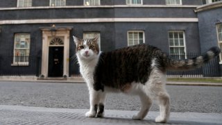 In this Thursday, May 21, 2020, file photo, Larry, the official 10 Downing Street cat, walks outside 10 Downing Street before the nationwide Clap for Carers to recognize and support National Health Service (NHS) workers and carers fighting the coronavirus pandemic, in London. Monday, Feb. 15, 2021, marks the 10th anniversary of rescue cat Larry becoming Chief Mouser to the Cabinet Office in a bid to deal with a rat problem at 10 Downing Street.
