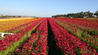 The Flower Fields Will Reopen in March, With New Guidelines