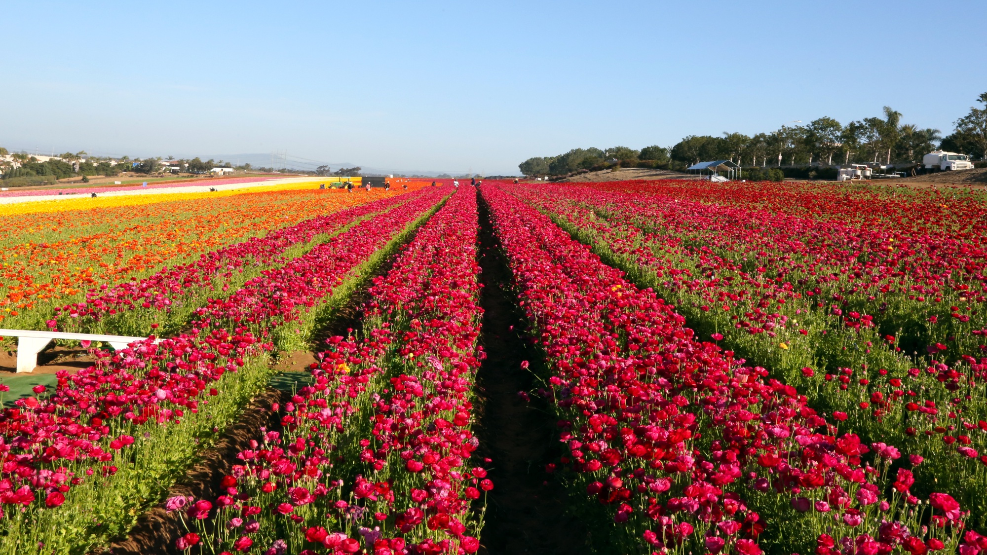 Carlsbad's Instagram-ready flower fields open March 1 - Los