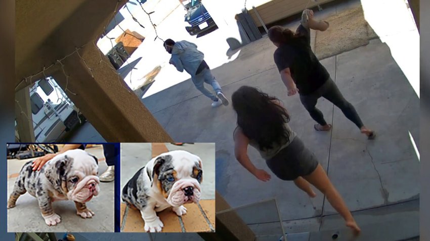 Family members chase men who stole two puppies from their North Hollywood home .
