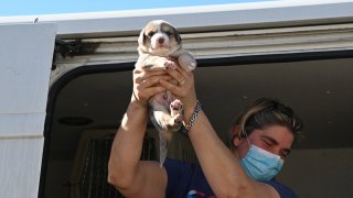 Texas dog arrives at Helen Woodward Animal Center