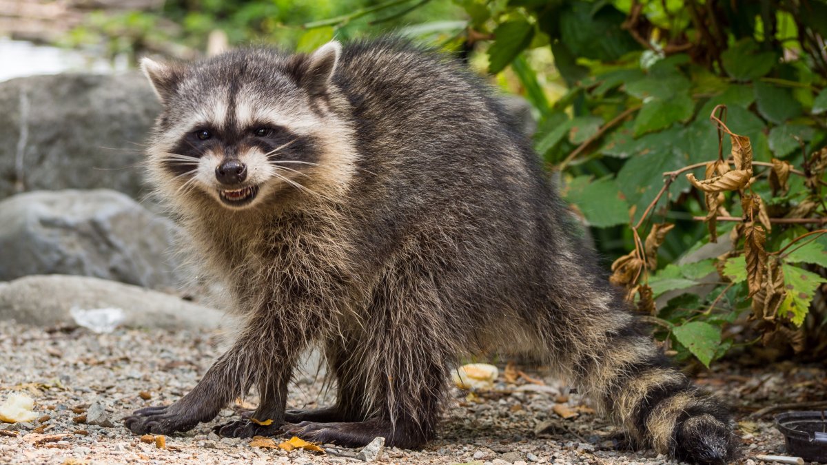 Charges Filed Against Woman Who Brought Raccoon to Bar – NBC Los Angeles - Vimarsana News