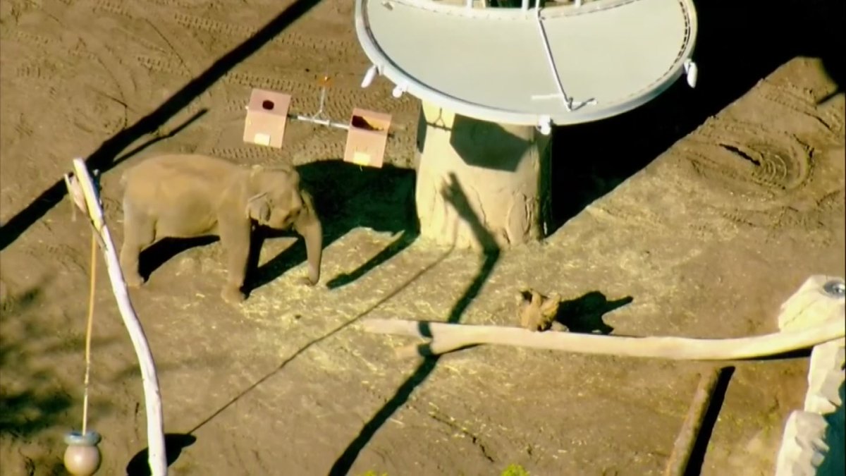 Dad Charged with Bringing Toddler into Elephant Habitat at San Diego Zoo a No Show for Sentencing - Vimarsana News