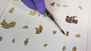 Israel Antiquities Authority conservator Tanya Bitler shows newly discovered Dead Sea Scroll fragments at the Dead Sea scrolls conservation lab in Jerusalem, Tuesday, March 16, 2021. Israeli archaeologists on Tuesday announced the discovery of dozens of new Dead Sea Scroll fragments bearing a biblical text found in a desert cave and believed hidden during a Jewish revolt against Rome nearly 1,900 years ago.