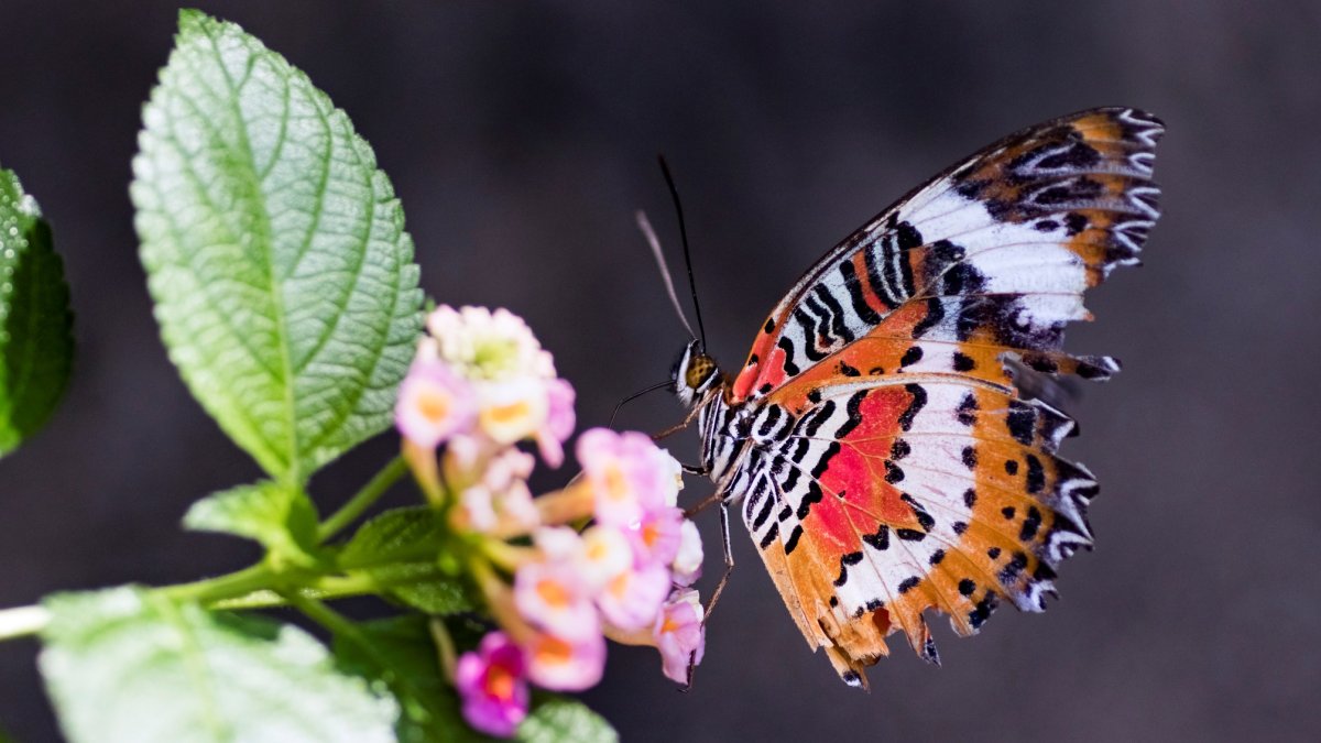 Tropical Butterflies to Flutter at a New Outdoor Experience – NBC ...