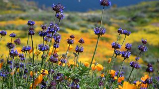 Picture of flowers during the Spring