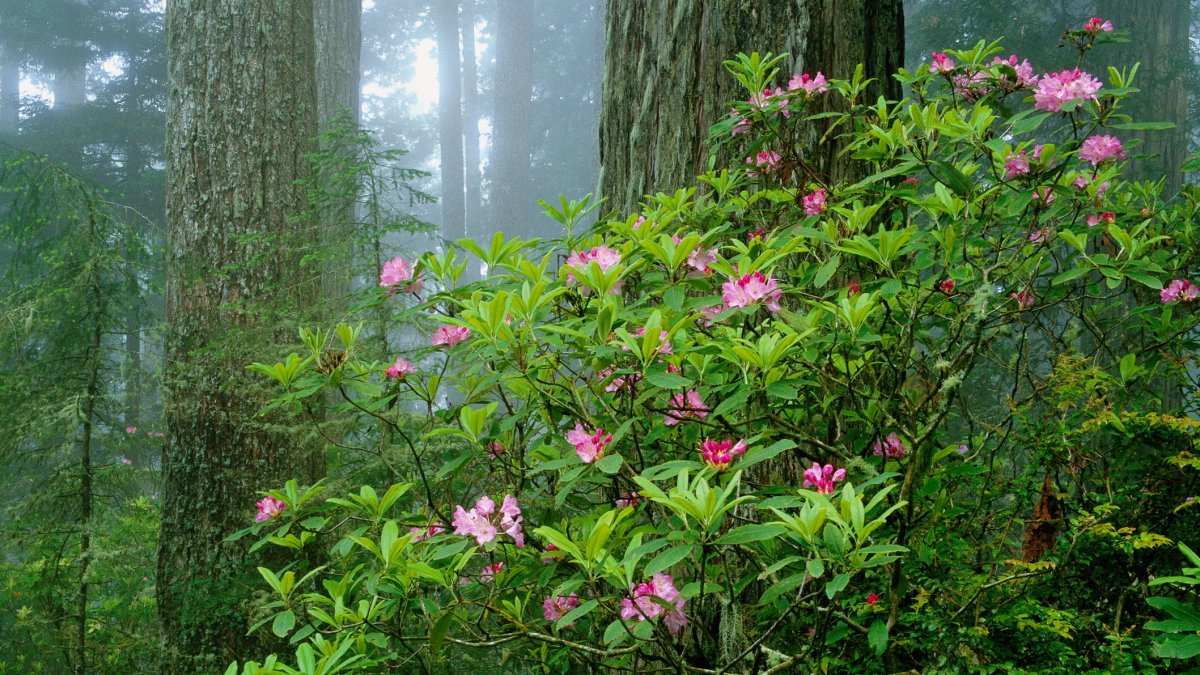 Wildflowers Add Beauty to the Redwood Parks NBC Los Angeles