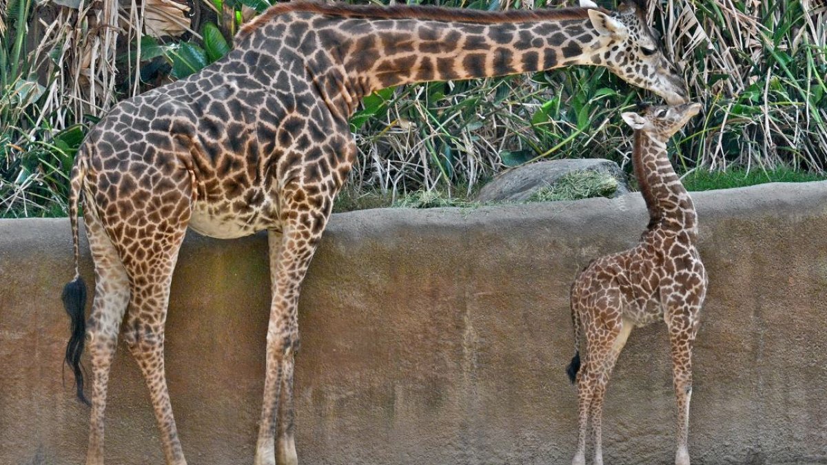 Giraffe Dies at LA Zoo After Birthing Sillborn Calf – NBC Los Angeles