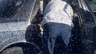 Las Cruces Fire Department firefighter Jesse Johnson clears an estimated 15,000 bees from a parked car in Las Cruces, New Mexico, on March 28, 2021.