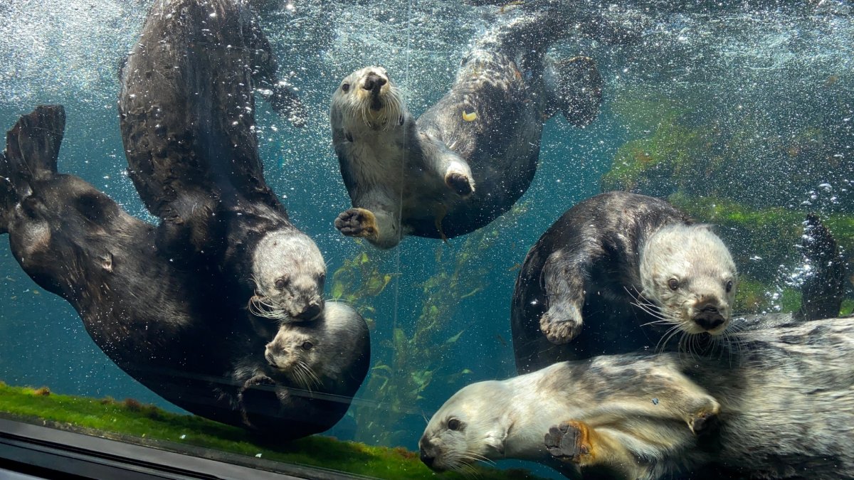 Monterey Bay Aquarium Cutely Fêtes Its 'Favorite Things' - MBA20 006