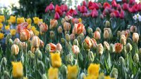 Tulip-planting time at Descanso Gardens, ahead of a huge March bloom, is underway