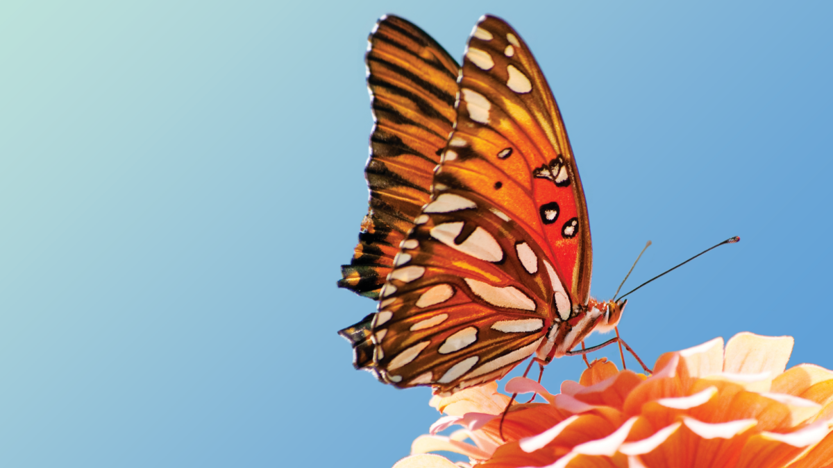 Butterfly Pavilion Flutters Back to the Natural History Museum – NBC ...