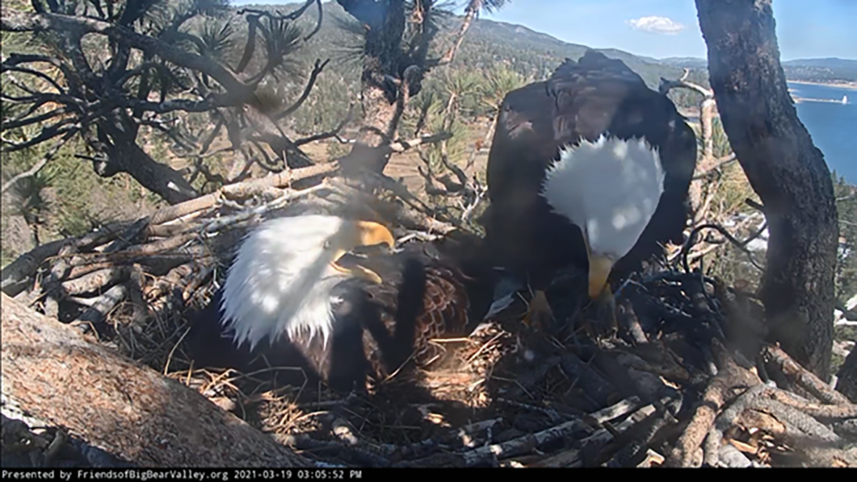 Baby Eagle Dies As It Hatches In Big Bear Nbc Los Angeles Baby Eagle Dies As It Hatches In Big Bear Nbc Los Angeles
