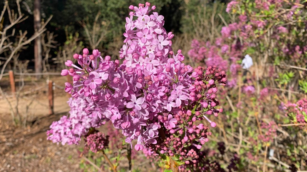 Lilacs Begin to Bloom at Descanso Gardens NBC Los Angeles